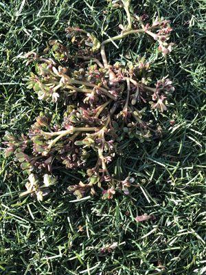 Weed in the middle of the grass