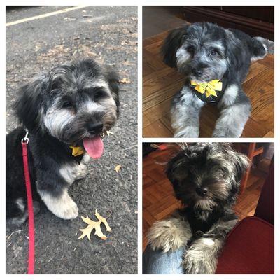 Bailey before and after pictures. I thought they bought me the wrong dog back because he was unrecognizable to me. I am a loyal customer.