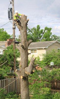 EB Tree Service