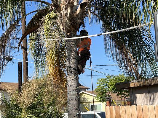Felix Perez Tree Service
