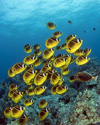 Hawaii Marine Life Charters