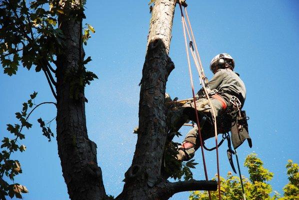 Best Quality Tree Service