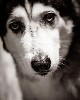 Downeast Photographers