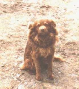 Sam's Pet & Home Services