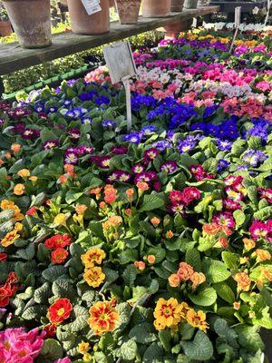 The Greenery Nursery