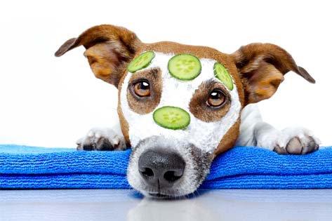 Happy Paws Stay & Play