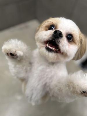 petbar Boutique - League City