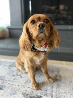 Woof Gang Bakery & Grooming RSM