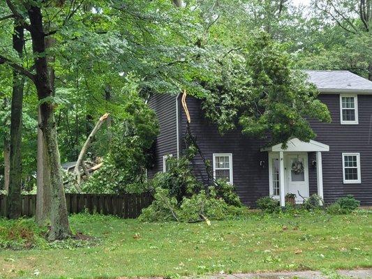 Tree on/in the house