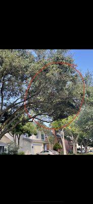 Bentley Custom Homes