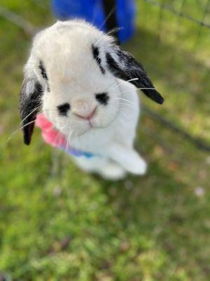 Double A’s Pony To Go