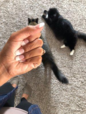 Don't mind the FurBabies