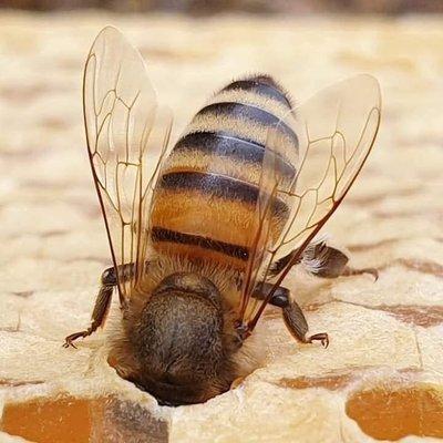 Barkers Beehives & Supplies