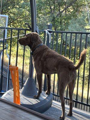 For the Love of Pets Veterinary Hospital