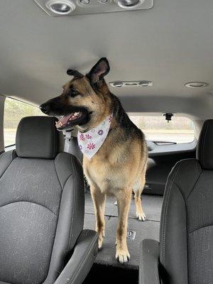 Pet Perfection