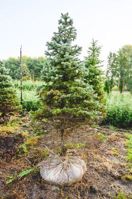 Biome Ground and Water
