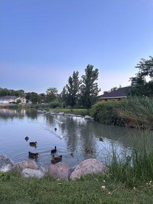 Mallard ducks and Canada geese
