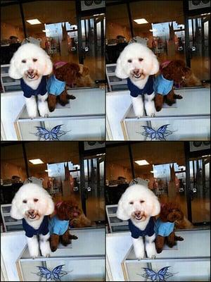 Good Dog Grooming Shop