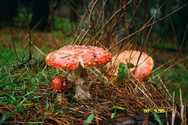 Photo Plus 1-Hour Film Processing