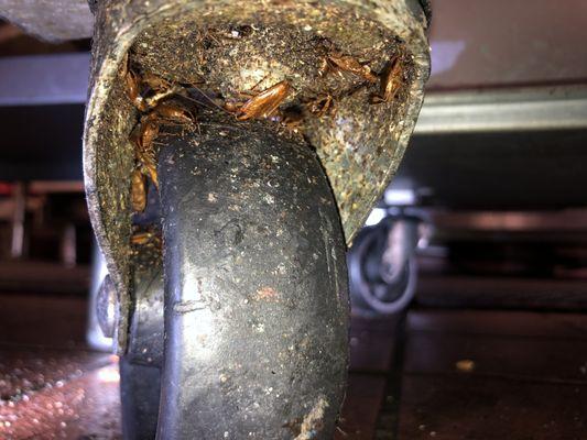 Prime Pest Management