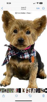 Woof Gang Bakery & Grooming