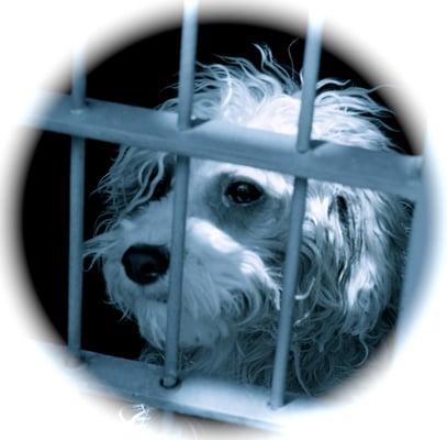 Alternative Pet Rescue