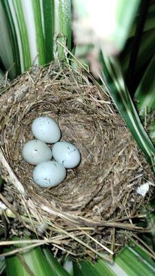 A2Z Handyman Services