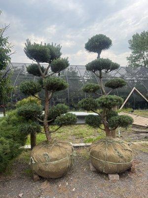 Oriental Garden Supply