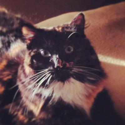 Jenny Loving Care Pet Sitting