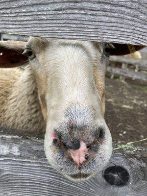 Sheep friends live head scratches!