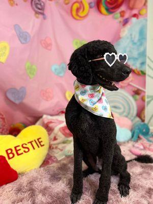 Seven Hills Veterinary Clinic