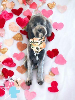 All Star Dog Lodge & Spaw