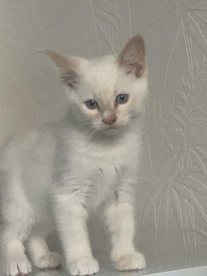 The Ark Animal Clinic