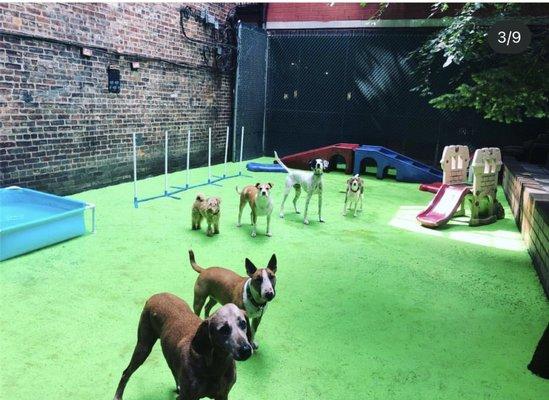 D is for Doggy - Daycare & Grooming