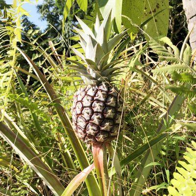 "Wear a crown like a pineapple." ~UV_unknown