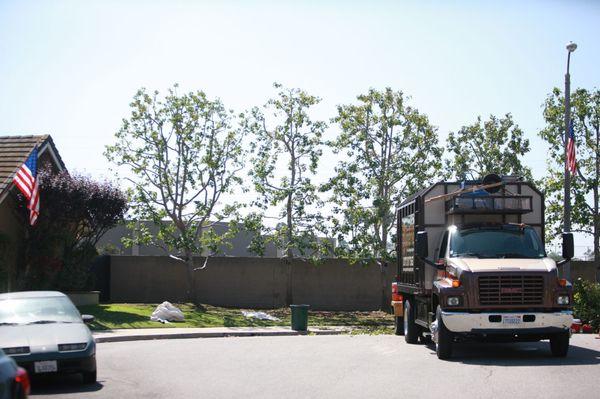 Supreme Tree Experts