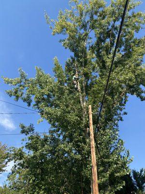 Willamette Valley Tree Service & More