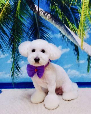 For Pet's Sake Grooming