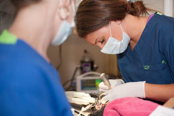 Queenstown Veterinary Hospital