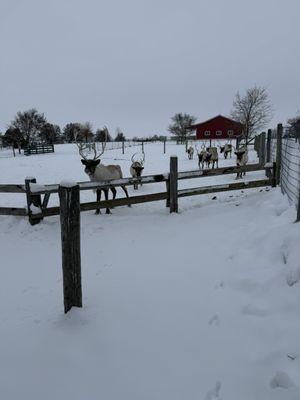 Hardy's Reindeer Ranch