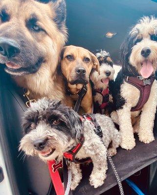 Bellevue Dog Walking and Pet Sitting