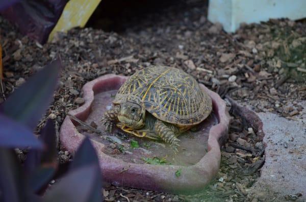 Arizona Herpetological Assoc