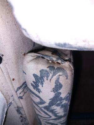 Michigan Bed Bug Specialists