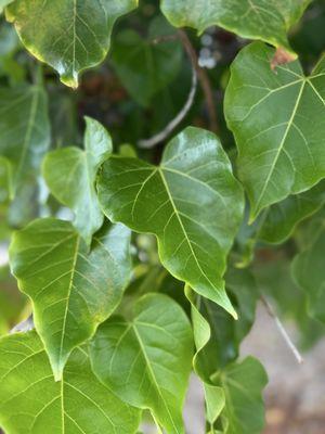 Wai’aha Beach Park