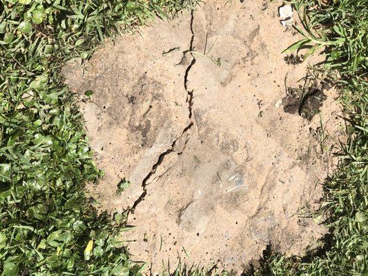 Northshore Palms Unlimited