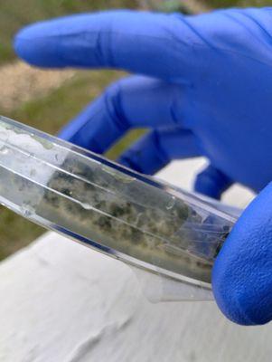 Haven at Lewisville Lake