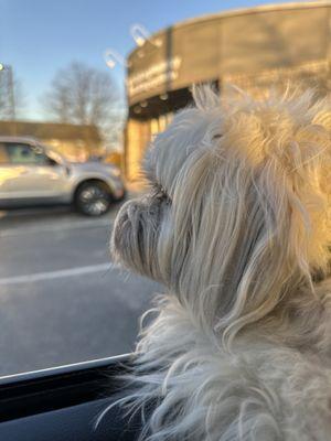 Veterinary Dentistry and Oral Surgery of Ohio