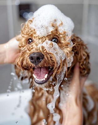 Muddy Paws Pet Grooming & Boarding