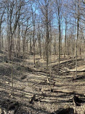 Tekakwitha Woods Forest Preserve