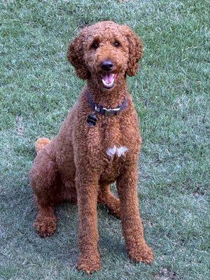 Roswell Veterinary Associates